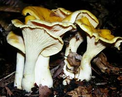 A view from underneath shows the vase-shaped structure of the mushroom. 